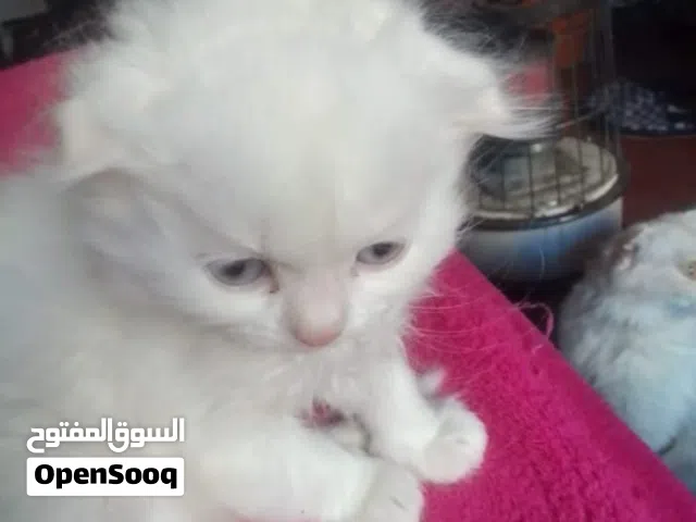 قطط سكوتش غولد للبيع