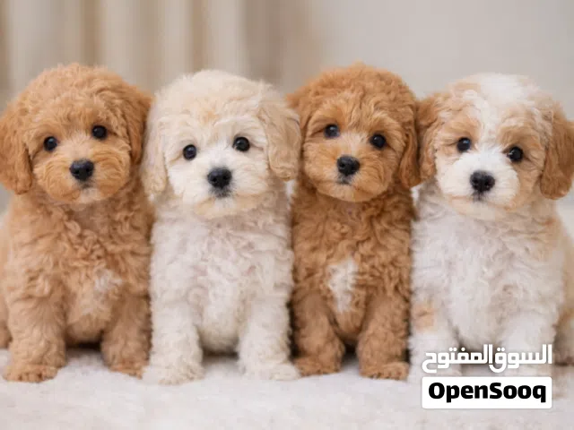 مالتيبو انتاج فاخر وجديد