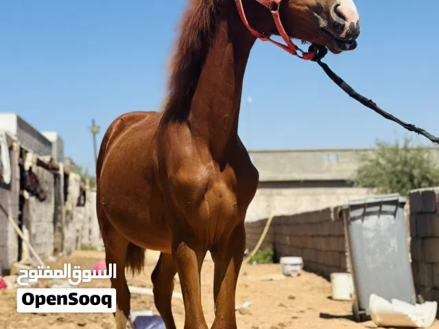 فلوةً للبيع دم 75
