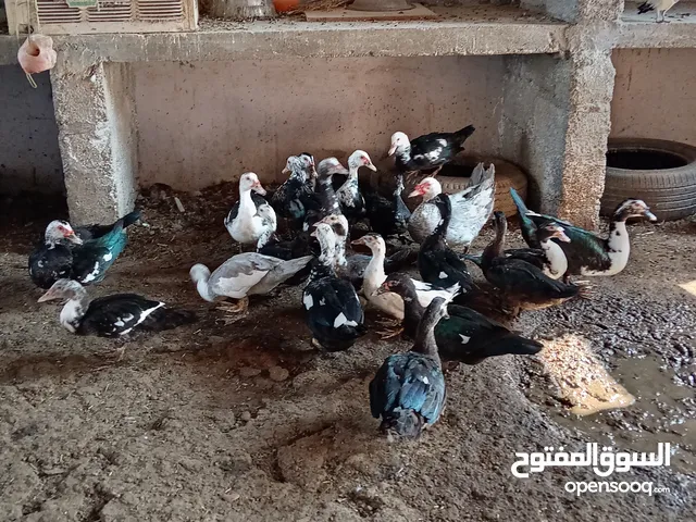 بط للبيع شهرمان اصلي بدون تهجين