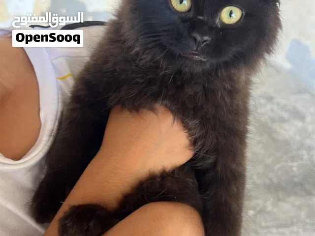 سنور شيرازي اسود للتربيه