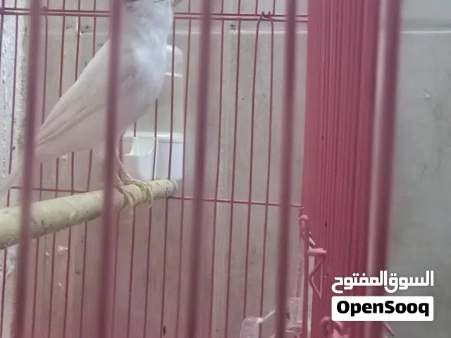 ذكر كناري حبة خشنة