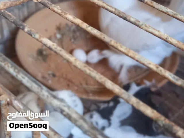 كوبيا روسي مدحية ماشاء الله تبارك الله لاقوة الا بالله
