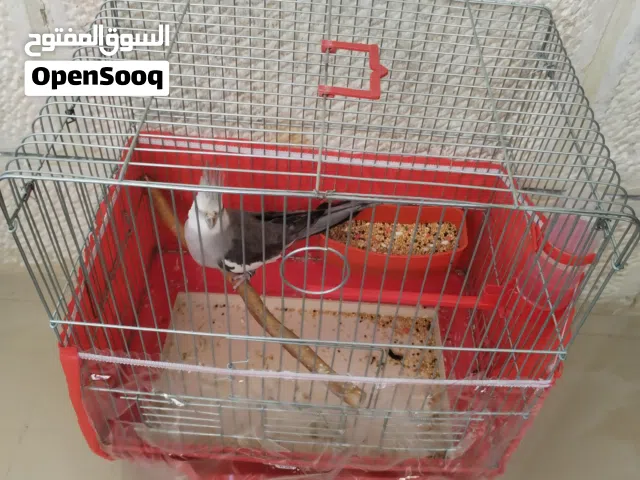 كوكتيل وايت فيس نص اليف سعره 20 دينار مع القفص