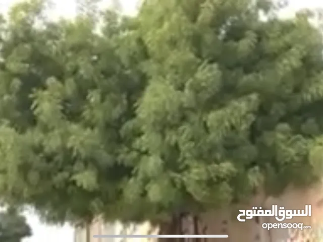 مطلوب شجره معمره او كبيره مثل قرط اواللبخ او الالبيزا