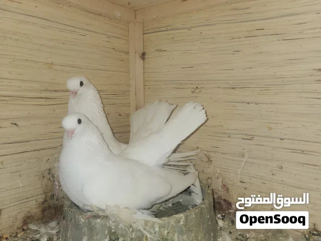 متاح تك فحل كرنكو ابيض
