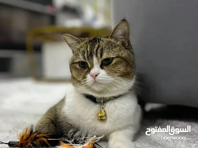 Mira looking for family