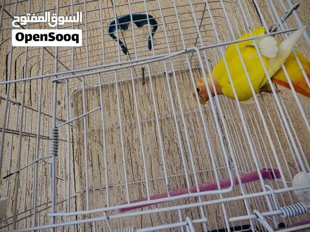 انتي بركاديلو برتقالي