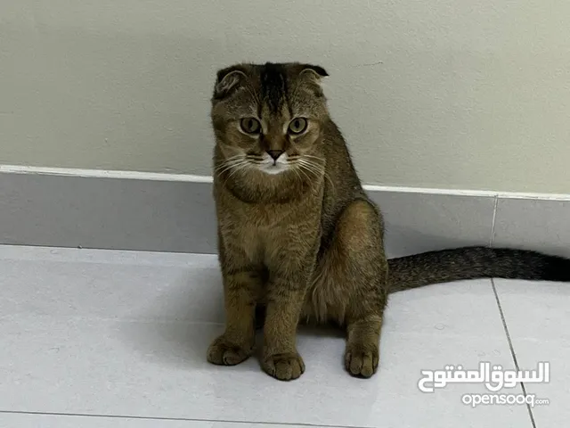 قط سكوتش ذكر اليف