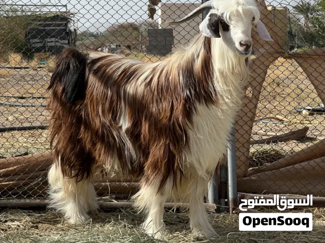 تيس رحبي للبيع