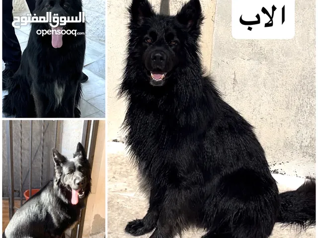 جيرمن رويال بلاك - German Shepherd Royal Black