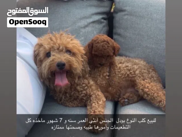 كلب وبدل انثى معه الجرو او بدون الجرو