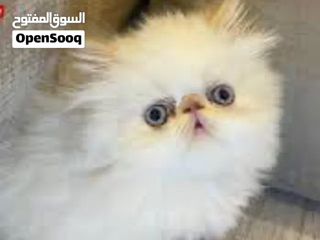 قط حديث الولاده شيرازي من سلالة الهملايا