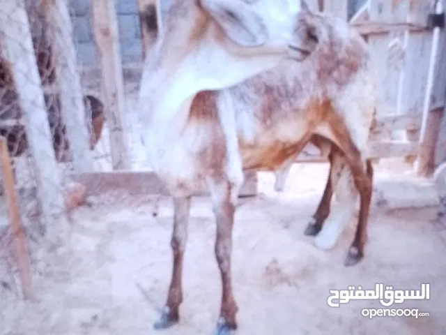 حولي الله يبارك