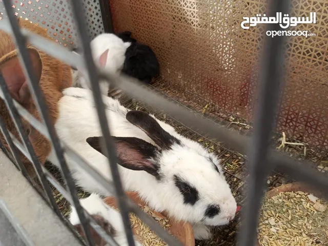 أرانب ألماني هجين وبابين