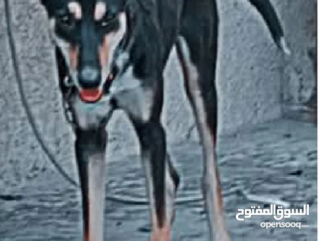 مراوس بكلب لولو فوكس فحل او جراء هاسكي