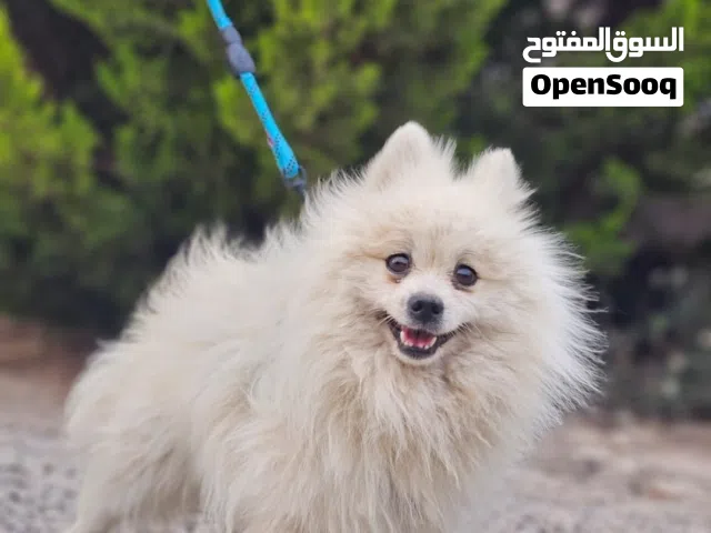 بوميرينيان أصغر انواع الكلاب