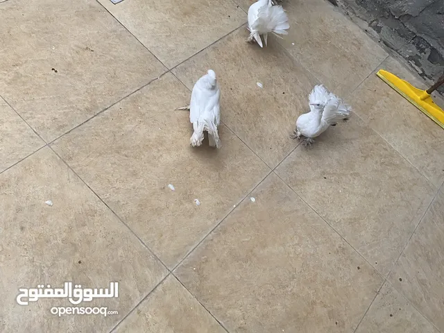 حمام هزاز هندي