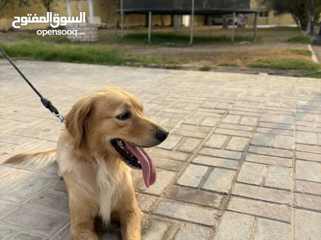 Beautiful & Friendly Golden Retriever Healthy Well-Behaved and Great with Families