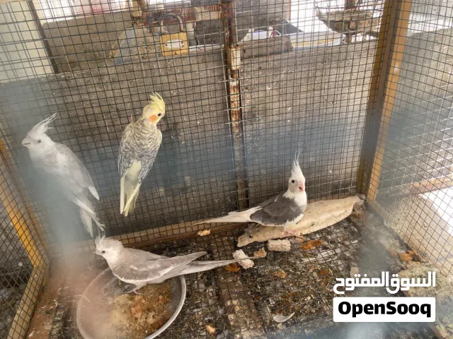 طيور كوكتيل