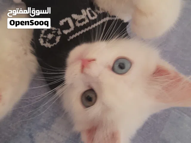 قط أبيض ذكر العمر شهرين 25 ريال