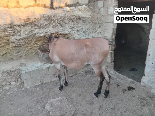 بغله للبيع او للبدل على أغنام او للبدل على بقر