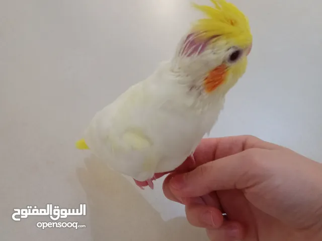 كروان لاتينو أليف للبيع