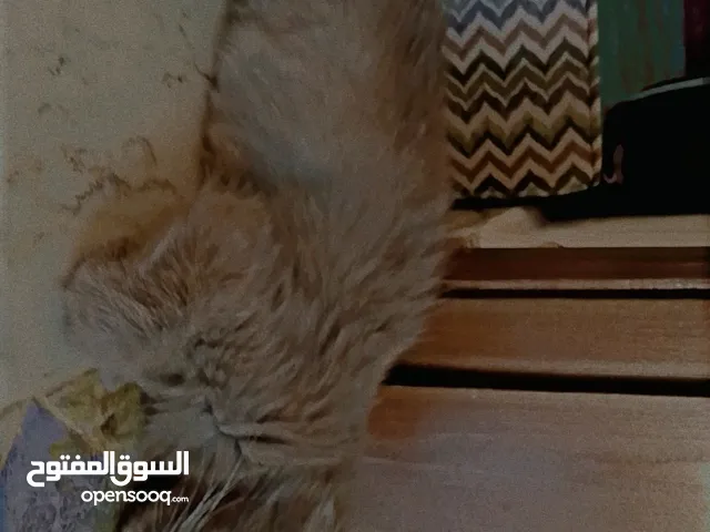 قطه شيرازي للبيع العمر 3 اشهر السعر 45 دينار قابل للتفاوض