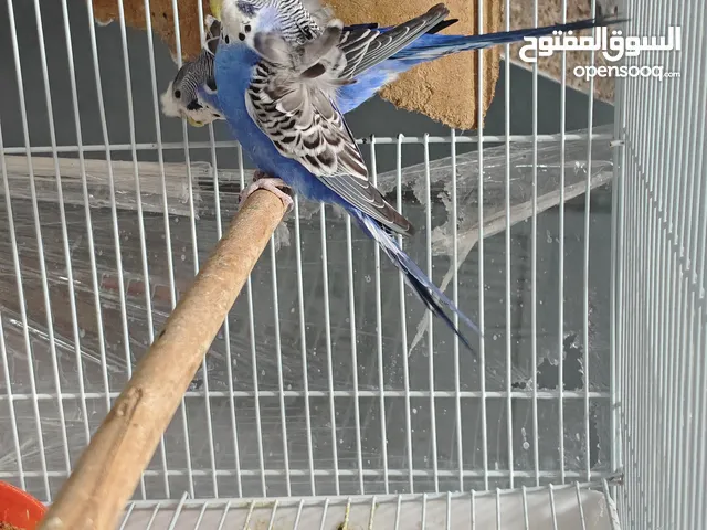 طيور حب بادجي للبيع