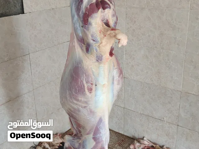 يوجودجدايه  صوماليات يوزن20كيلو 2 تيس جامودي ود سنه فحل ممتاز ب250
