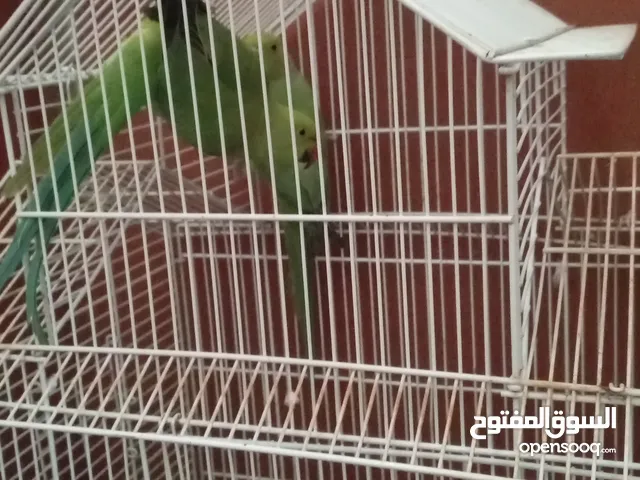 breeding pair of green parrot