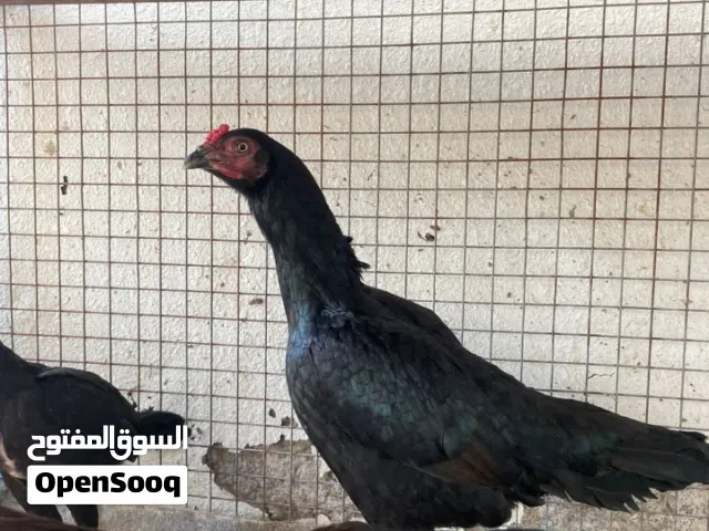 للبيع دجاجه اموره طيبه م عليه كلام