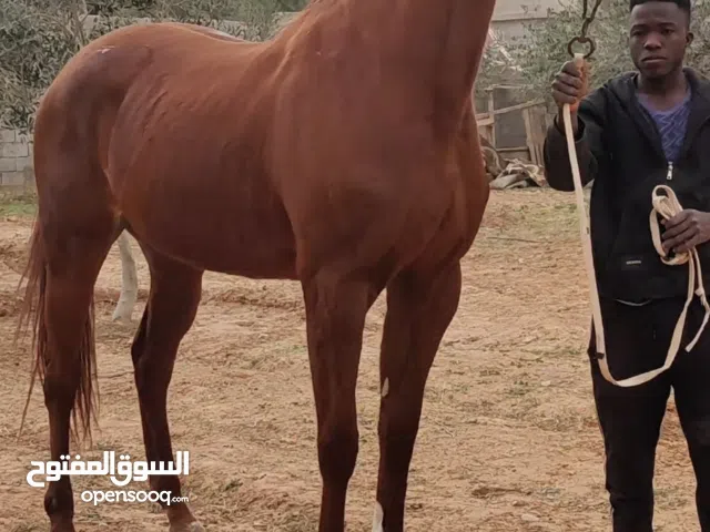 فرس بنت وجدي للبيع