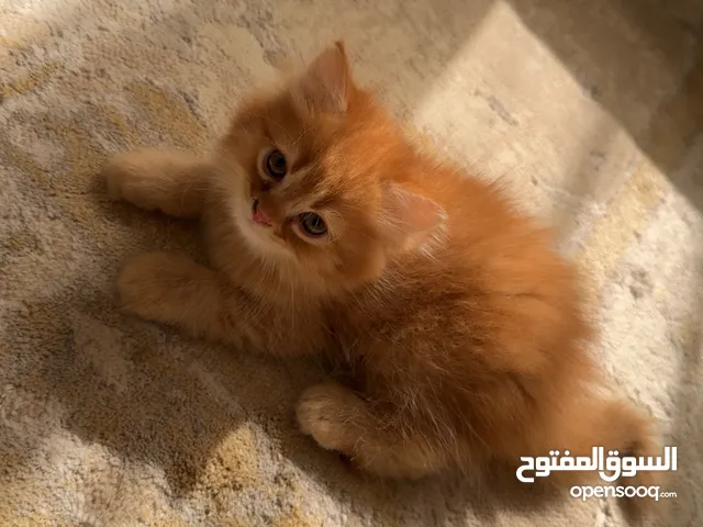 قطط شيرازيه صغيرة للبيع
