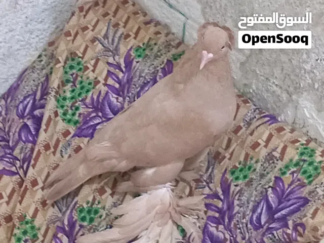 حمام نثيه راعب