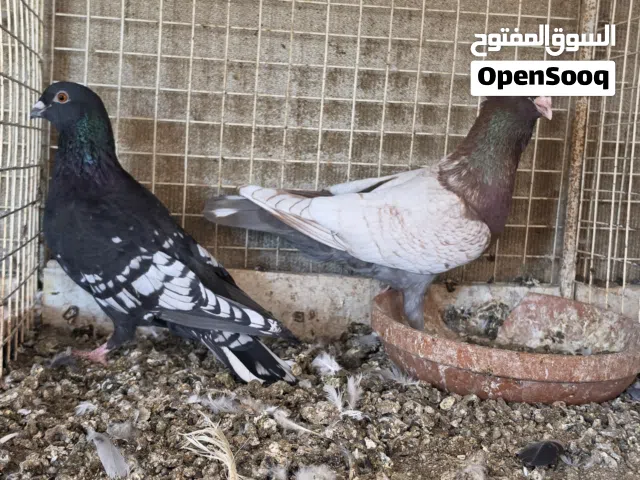 للبيع حمام هومر زاجل فراشه ومكتف انثى مساويد