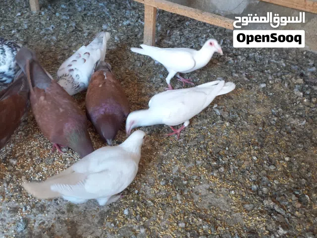 جوز بغدادي أبيض نخب النخب شغال مع فرخهم