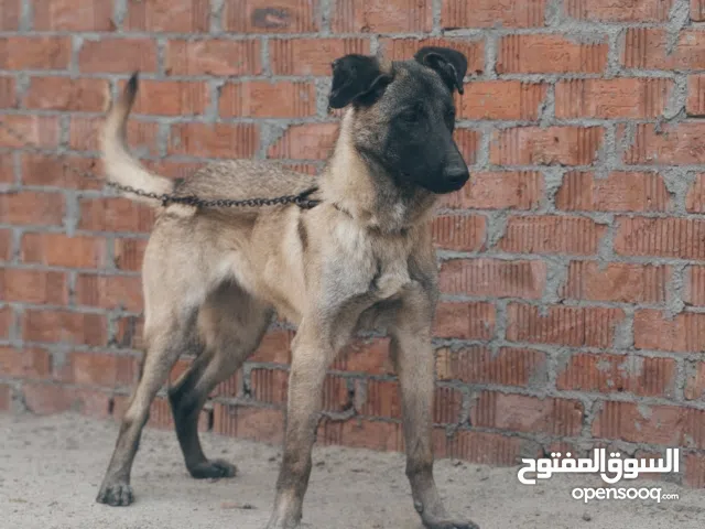 كلبه مالينو للبيع سن 8 شهور