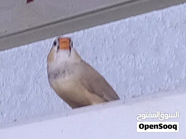فناجس للبيع