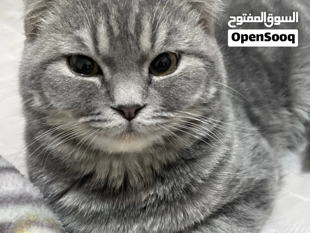 سكوتش فولد بيور