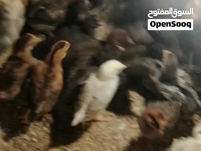 صوص بلدي البزرة القديمه