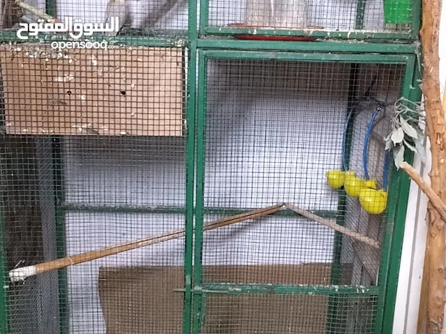 السلام عليكم قفص كامل للبيع مع كل اللوازم من أكل وادويه واكسسوارات وبيضات