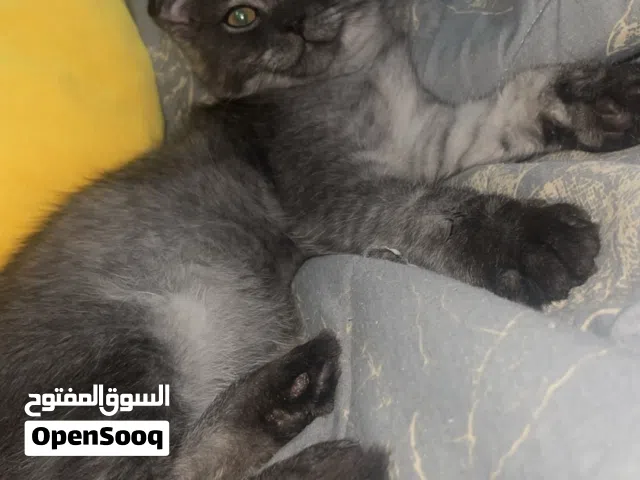 Kitten for sale Age: 3 months, in good health Scottish Fold mix (folded ears)