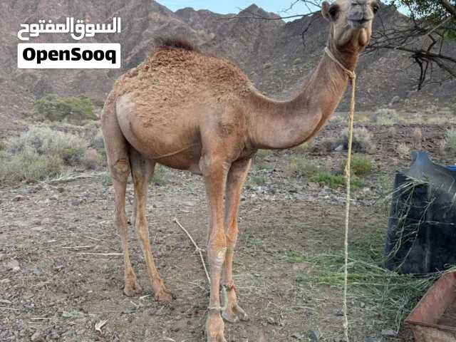 قعود للبيع