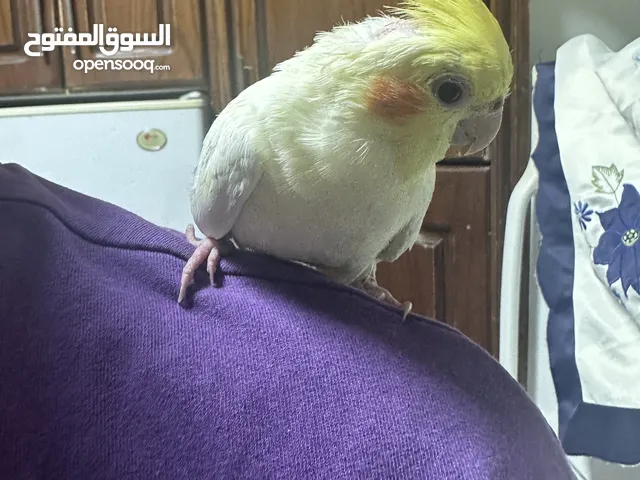 ببغاء  كوكتيل بدون قفص
