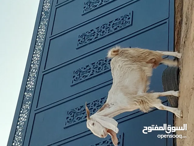 عنز تومية تحتها 2 عنايق سنها جمع صغير تحلب من 1 ونص الى 2 لتر عنز عز كسبة