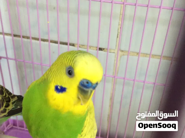male and female budgie