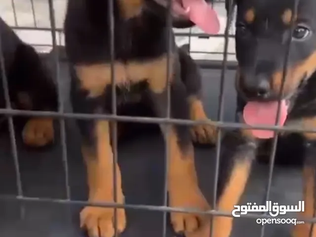 2 months Doberman puppy