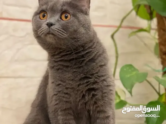 قط للبيع اقرا الوصف