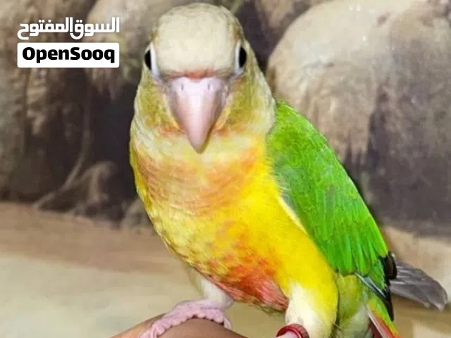كنيور انناسي مع دره هندي الاثنين مع بعض. أقر الوصف